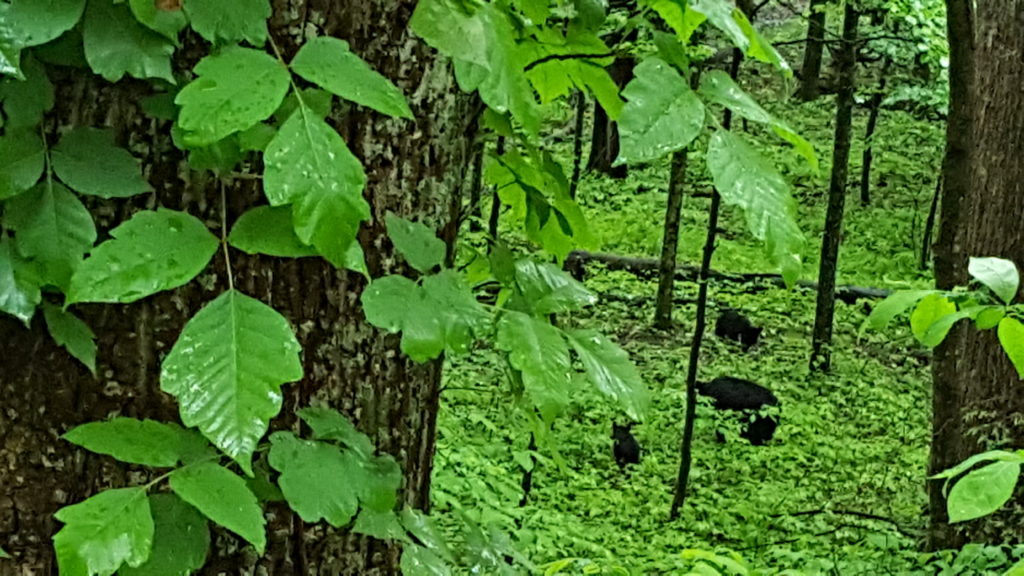 tmp_7460-20160503_1051171718562903