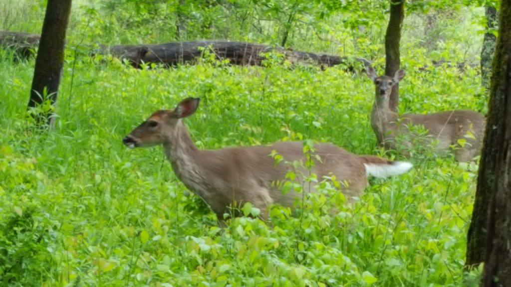 tmp_7460-20160503_113651-1373312440